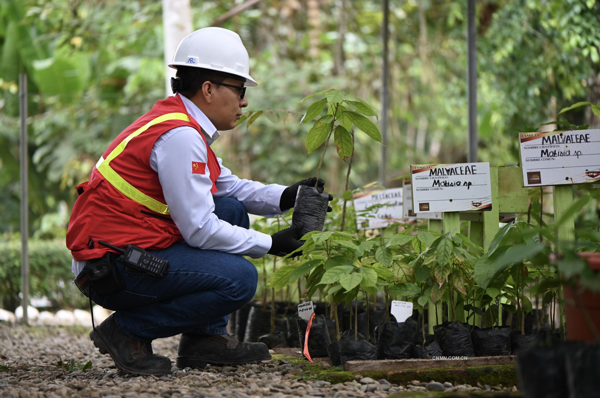米拉多銅礦員工將稀有的植物移種到植物園。